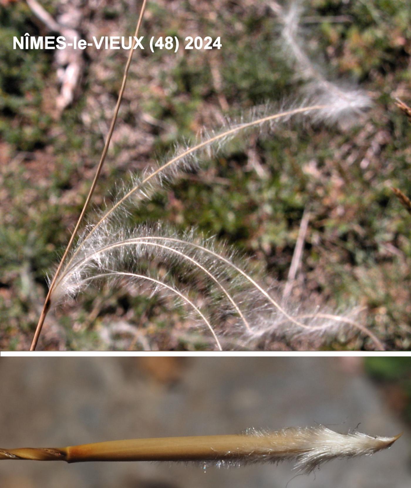 Feather-grass fruit